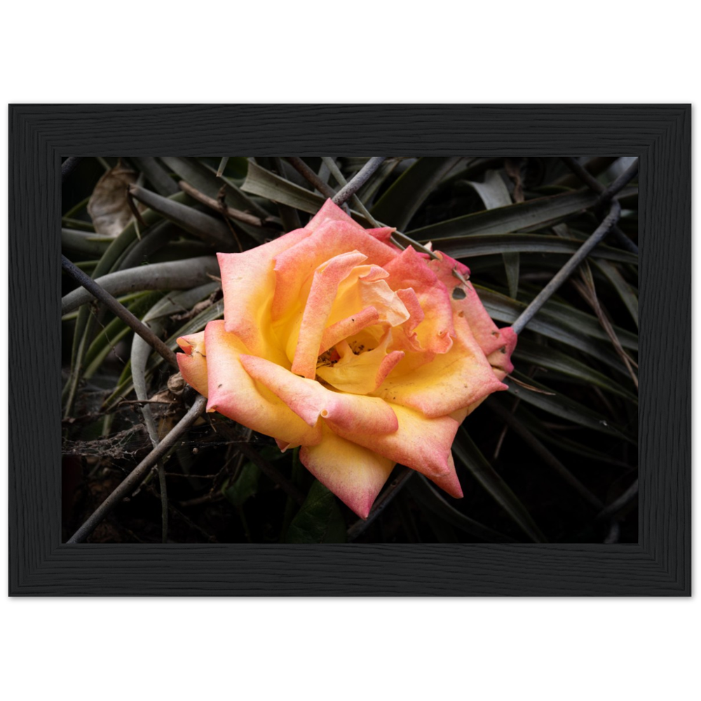 A Rosy Sunset - Framed Poster