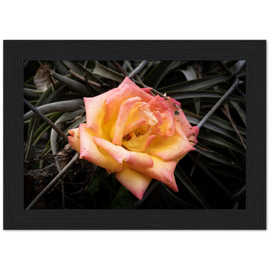A Rosy Sunset - Framed Poster