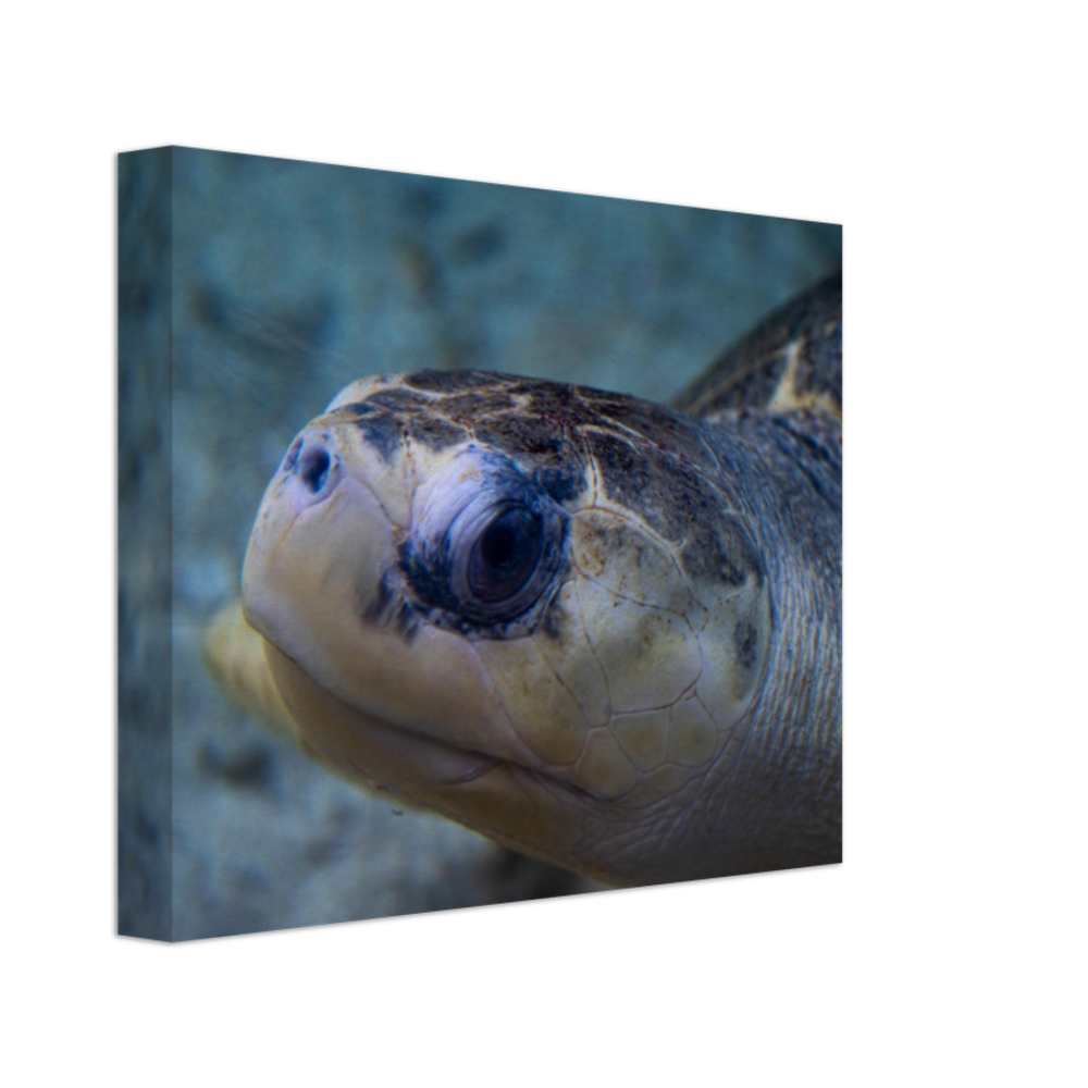 Sea Turtle - Canvas Print