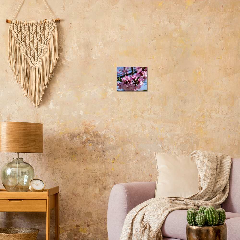 Cherry Blossoms - Canvas Print