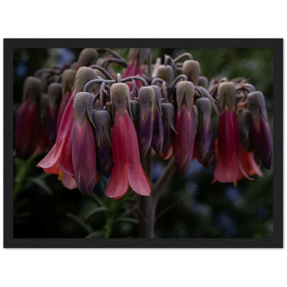 Mother of 1000 Flowers - Wooden Framed Poster