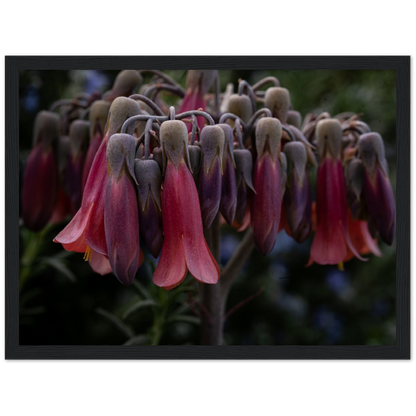 Mother of 1000 Flowers - Wooden Framed Poster