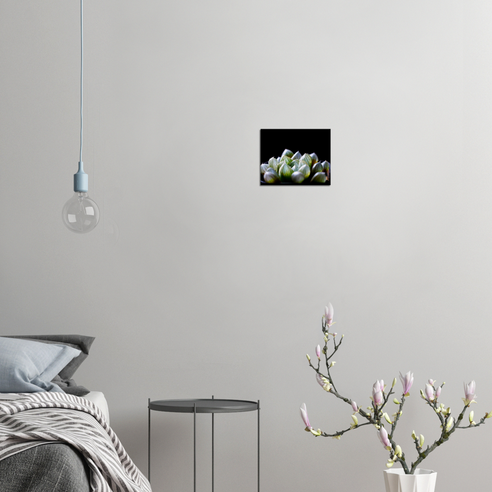 Haworthia Succulent - Canvas Print
