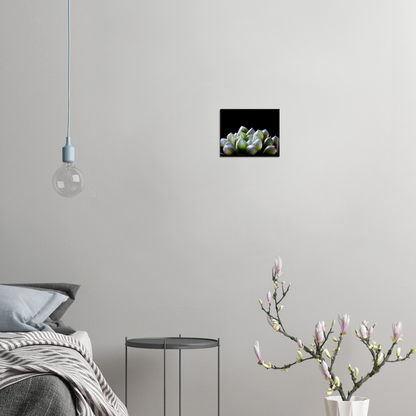 Haworthia Succulent - Canvas Print