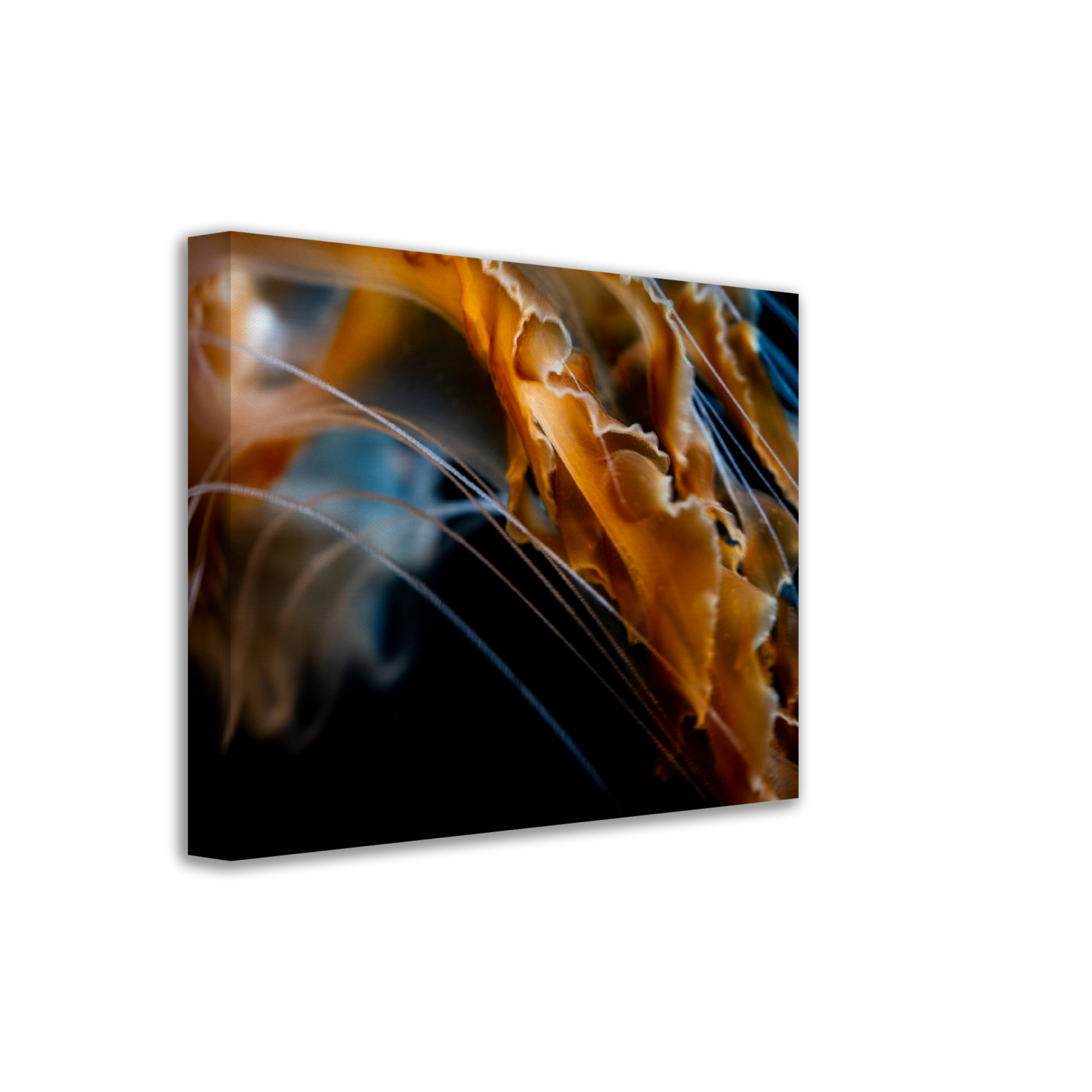 Sea Jelly Tentacles- Canvas