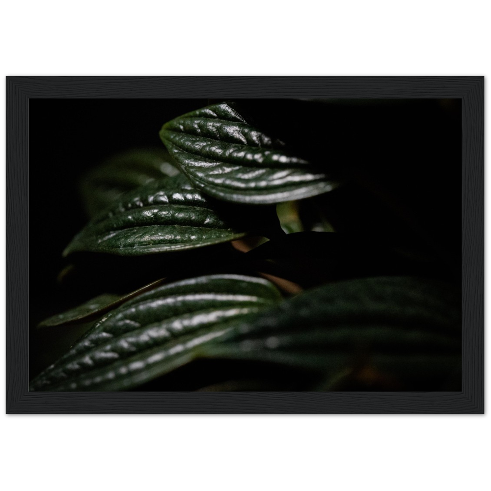 Moody Peperomia -  Wood Framed Poster