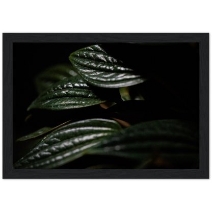 Moody Peperomia -  Wood Framed Poster