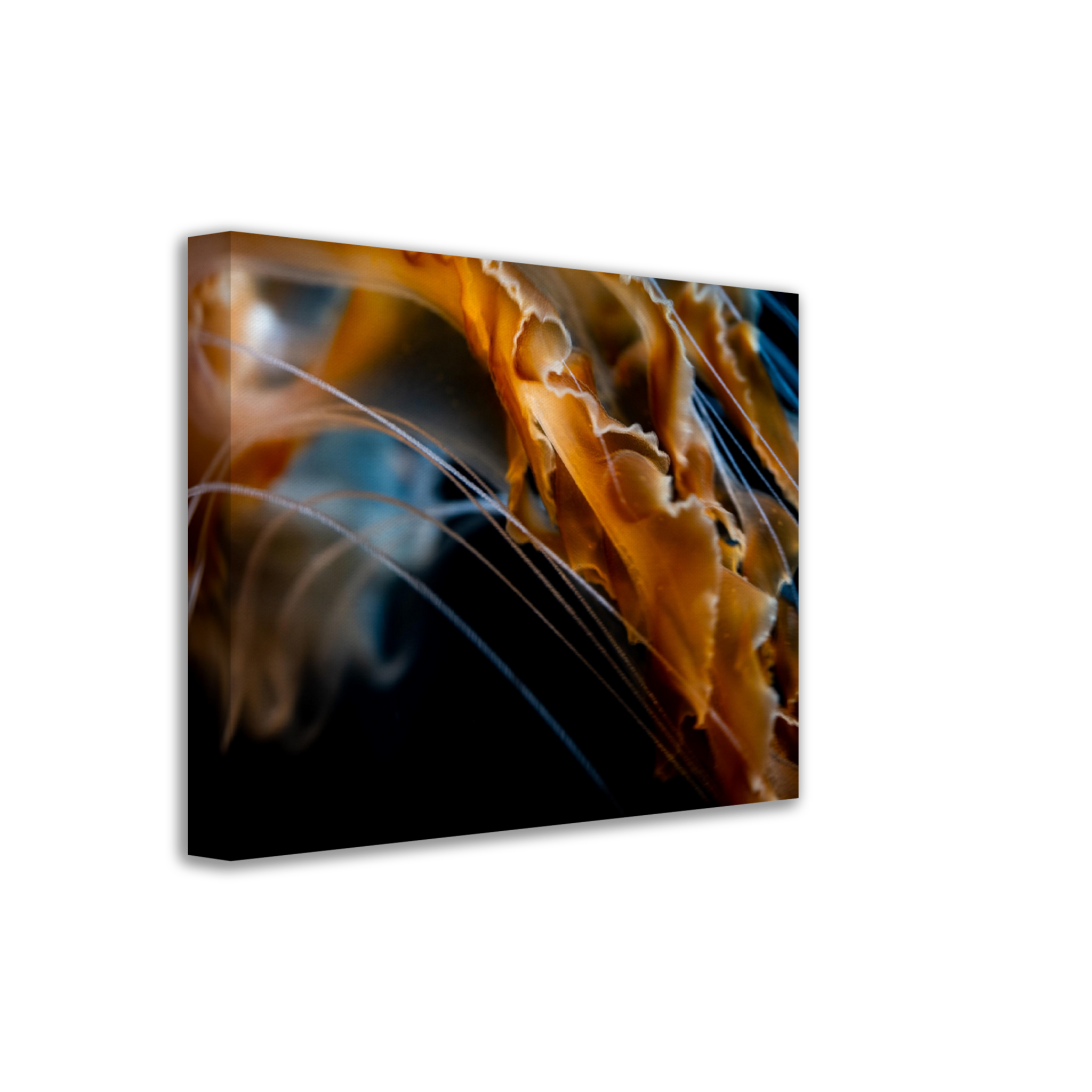 Sea Jelly Tentacles- Canvas