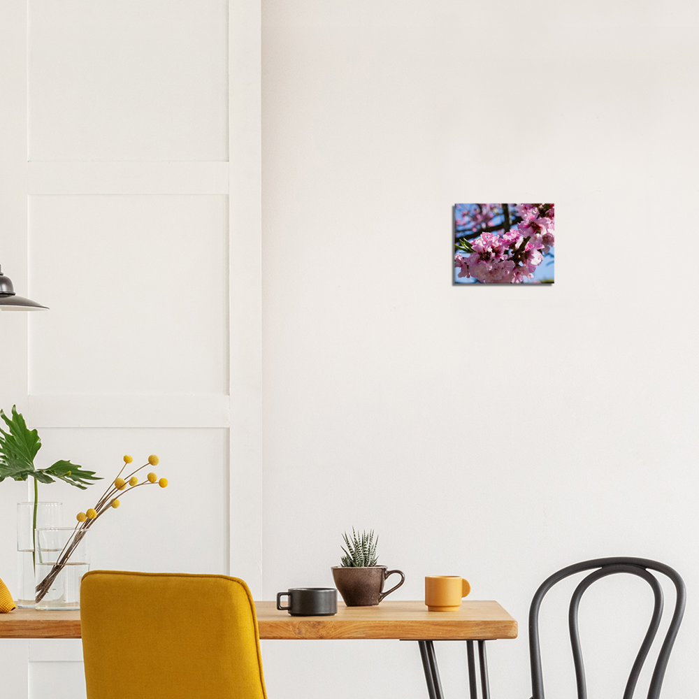 Cherry Blossoms - Canvas Print