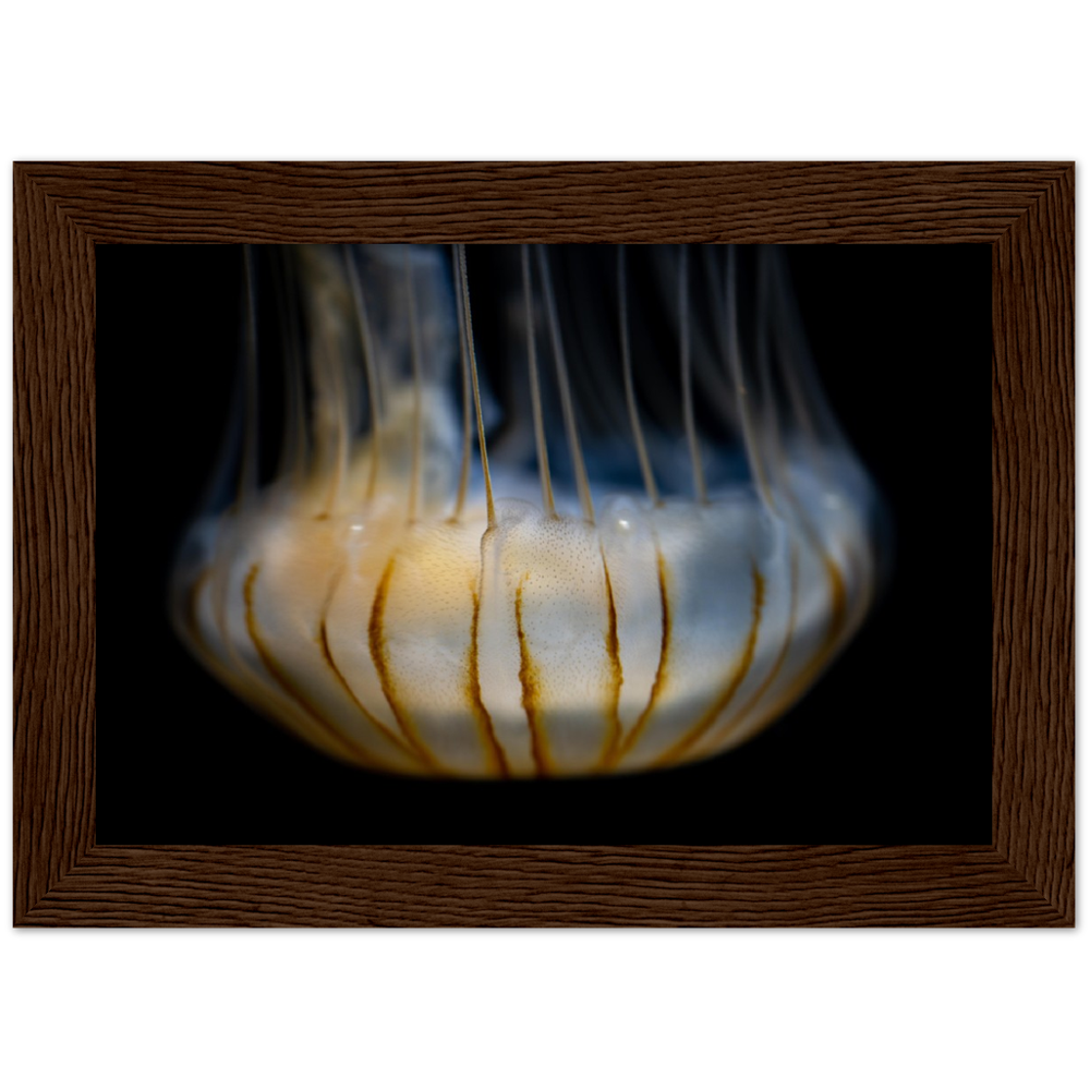 Sea Jelly - Wooden Framed Poster