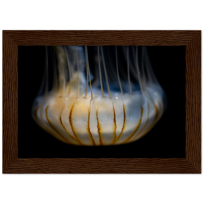 Sea Jelly - Wooden Framed Poster