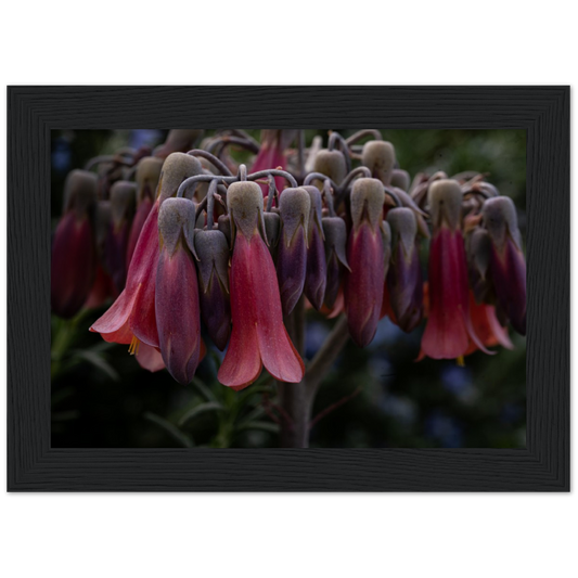 Mother of 1000 Flowers - Wooden Framed Poster