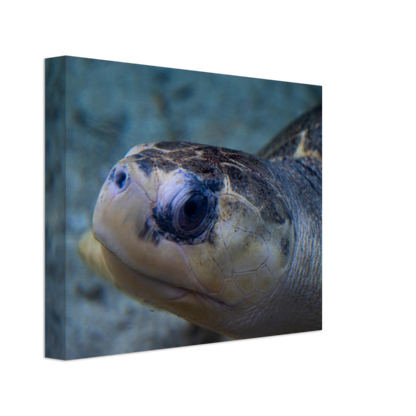 Sea Turtle - Canvas Print