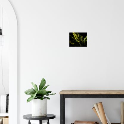 Aucuba - Canvas Print