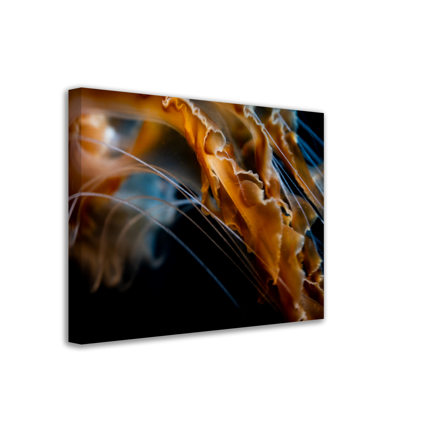 Sea Jelly Tentacles- Canvas