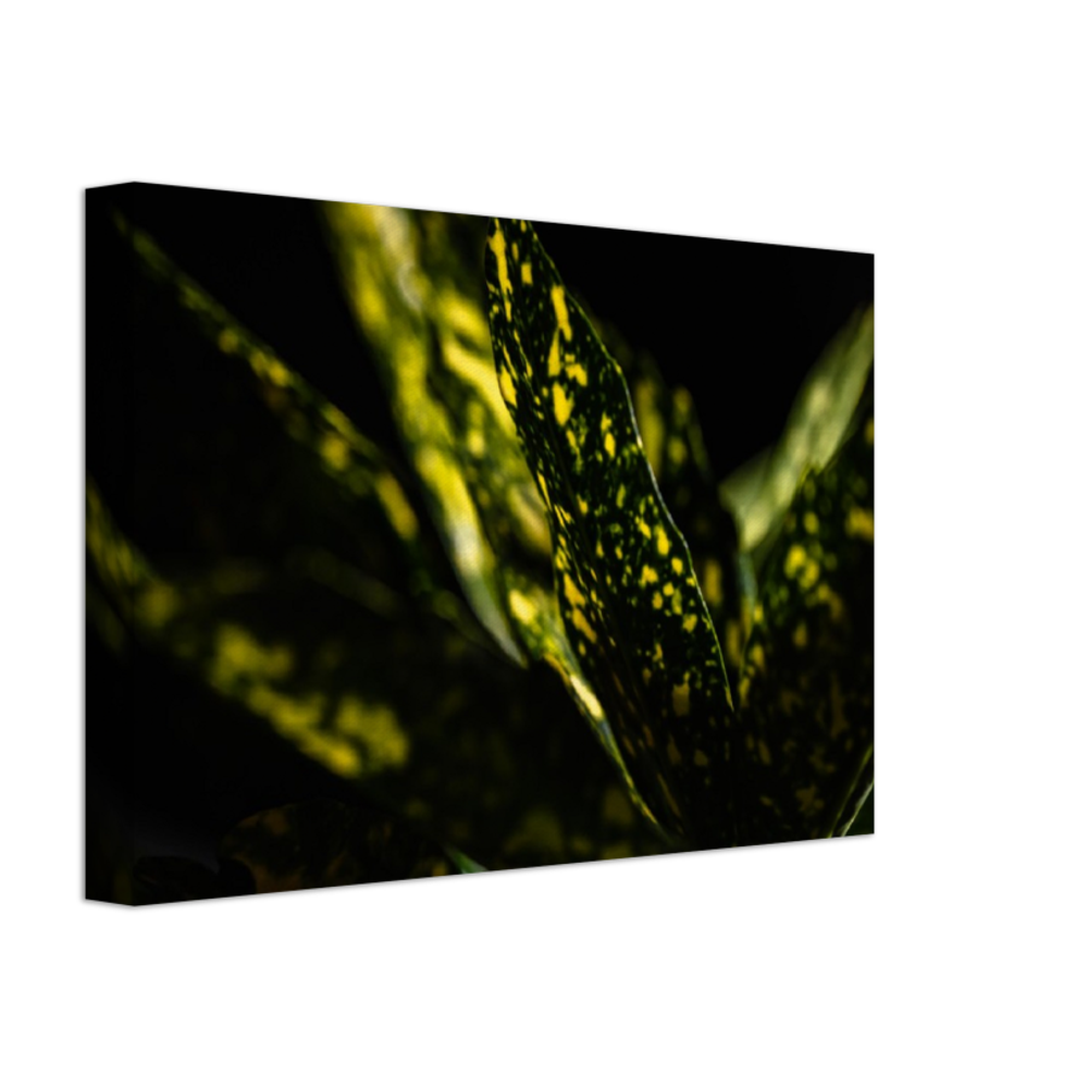 Aucuba - Canvas Print