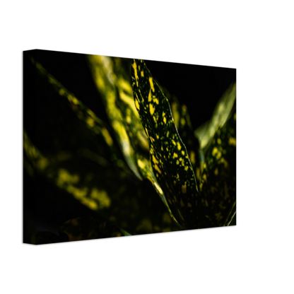 Aucuba - Canvas Print