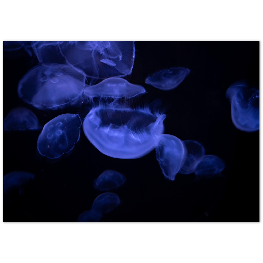 Glowing Moon Jellies Poster