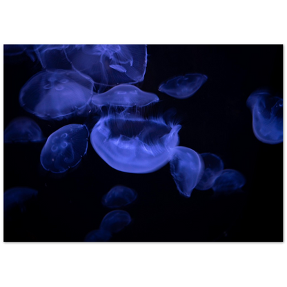 Glowing Moon Jellies Poster