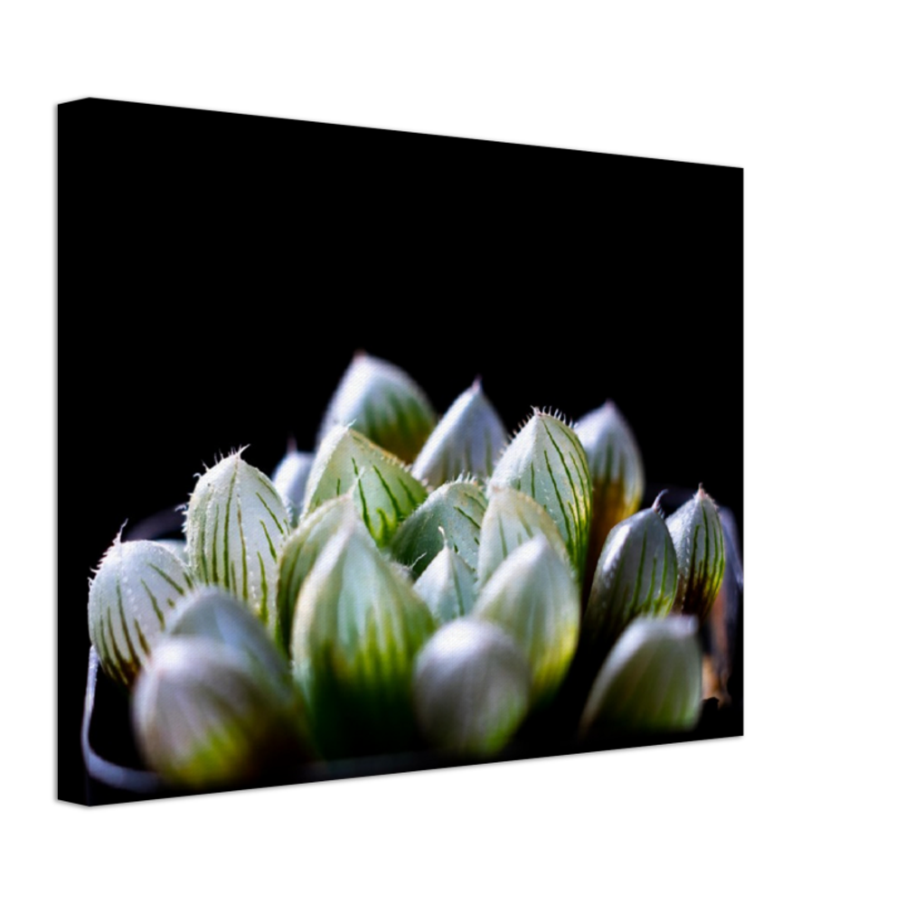 Haworthia Succulent - Canvas Print