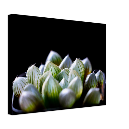 Haworthia Succulent - Canvas Print