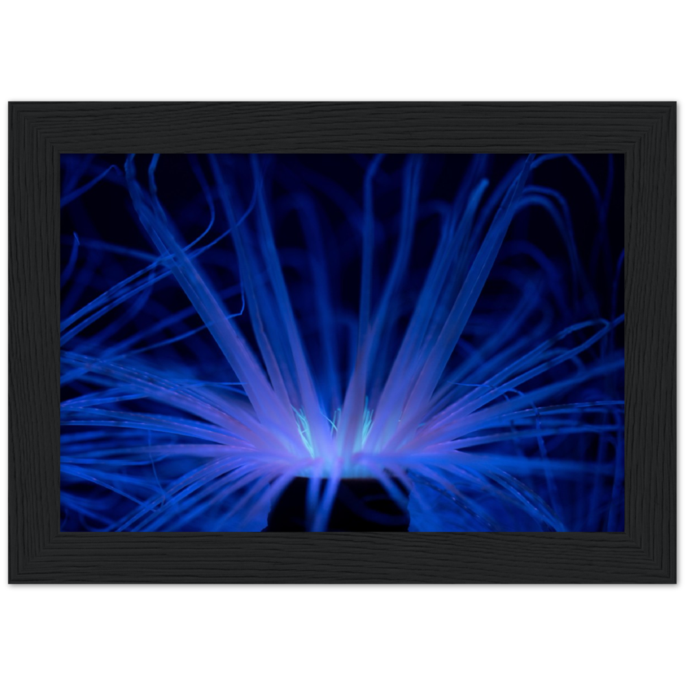 Glowing Anemone - Wooden Framed Poster