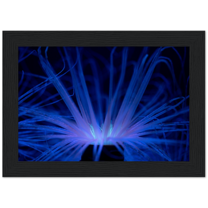 Glowing Anemone - Wooden Framed Poster