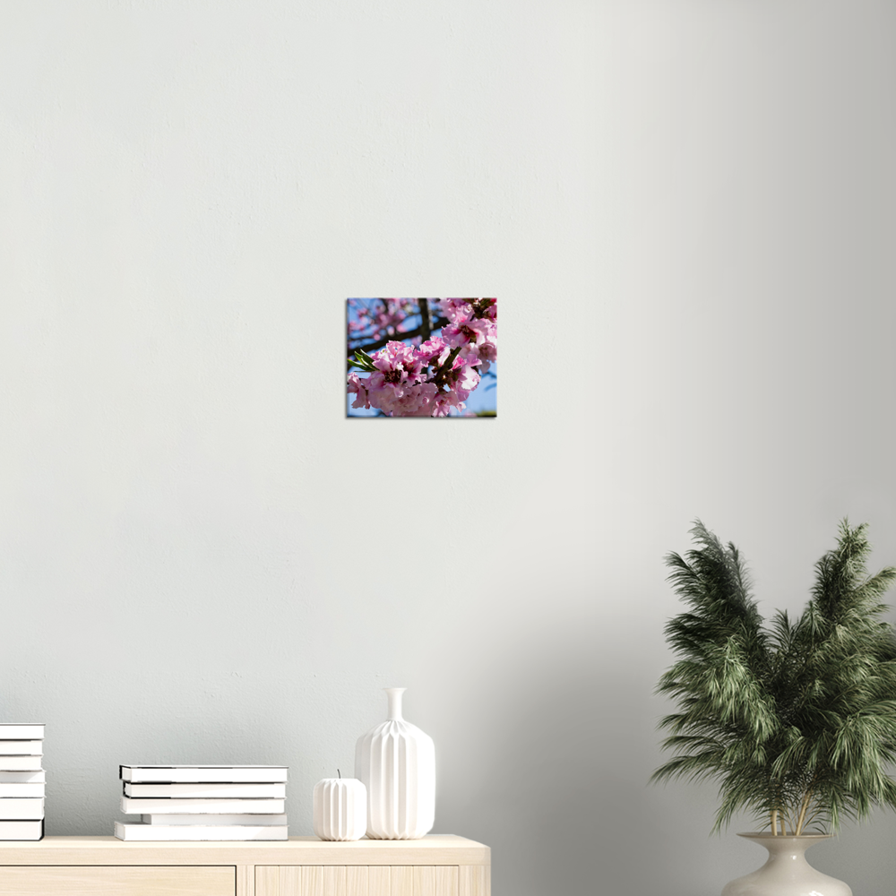 Cherry Blossoms - Canvas Print
