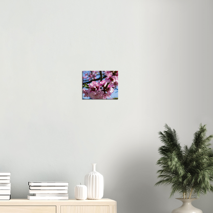 Cherry Blossoms - Canvas Print