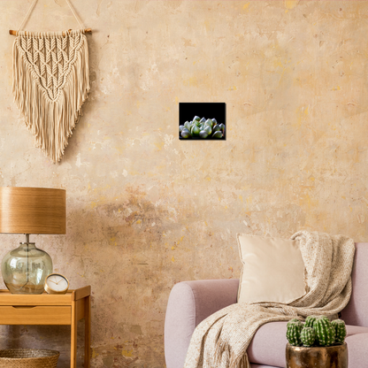 Haworthia Succulent - Canvas Print