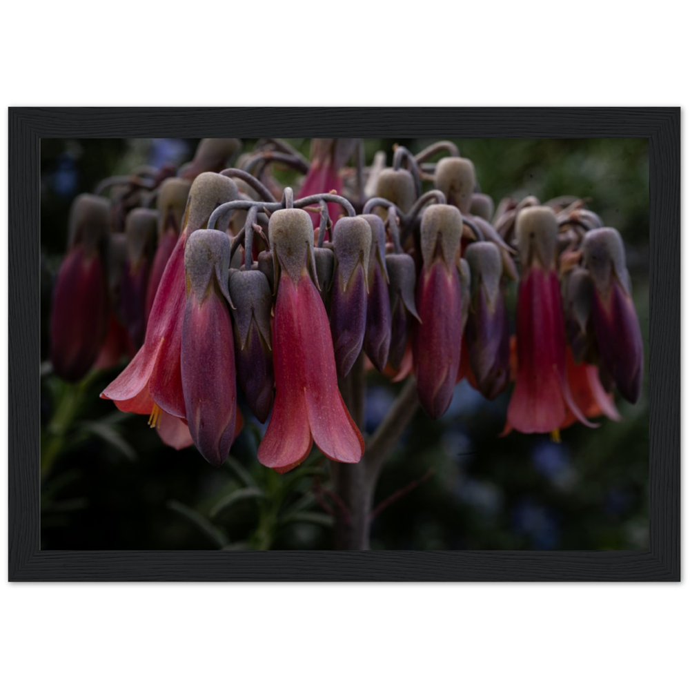Mother of 1000 Flowers - Wooden Framed Poster