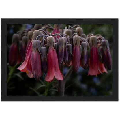 Mother of 1000 Flowers - Wooden Framed Poster