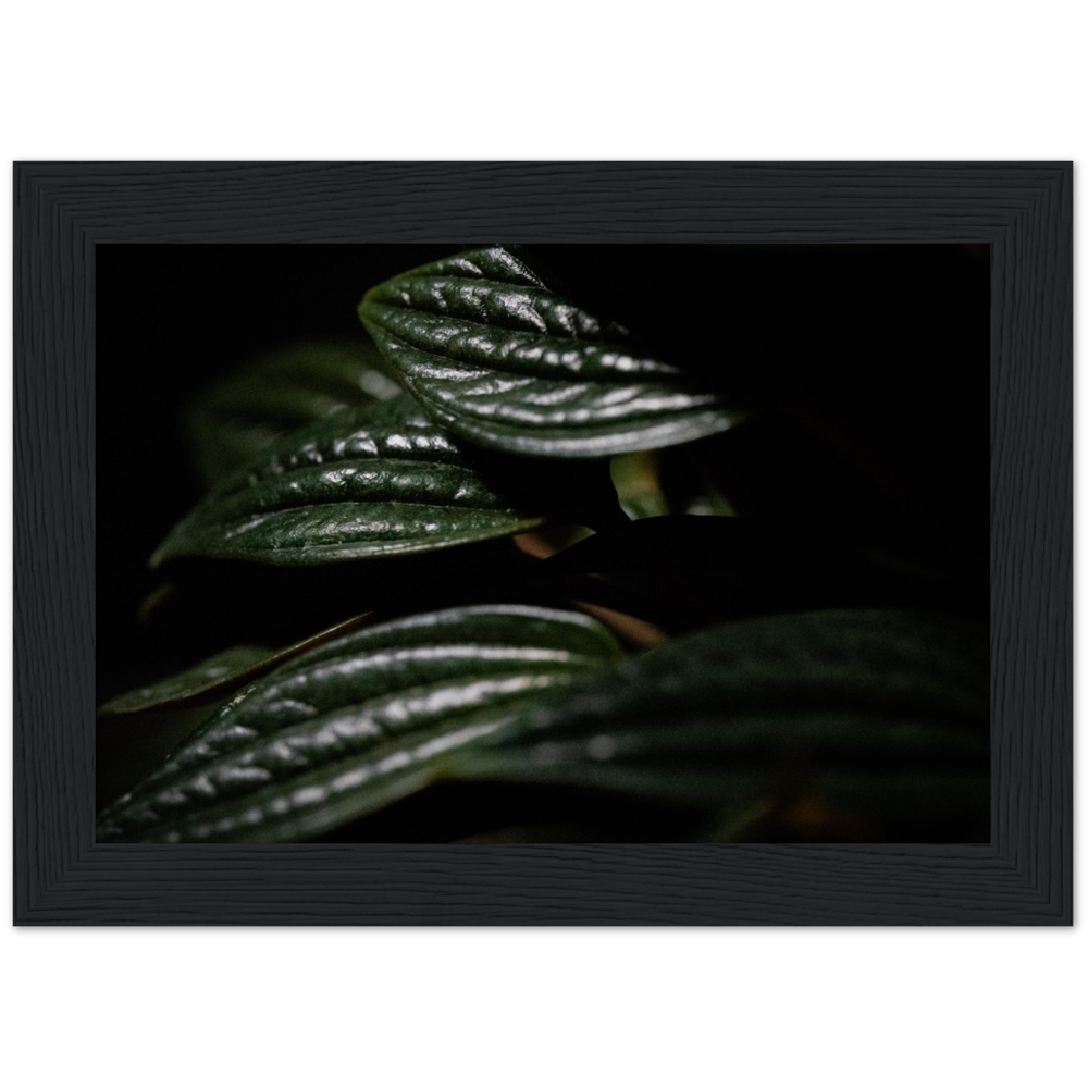 Moody Peperomia -  Wood Framed Poster