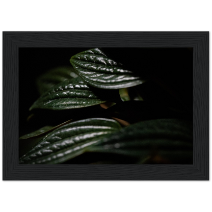 Moody Peperomia -  Wood Framed Poster