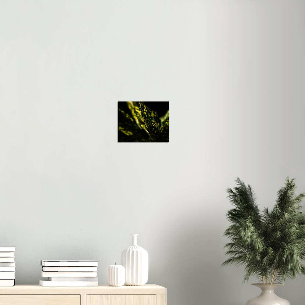 Aucuba - Canvas Print