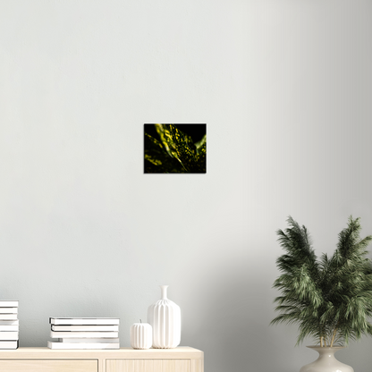 Aucuba - Canvas Print
