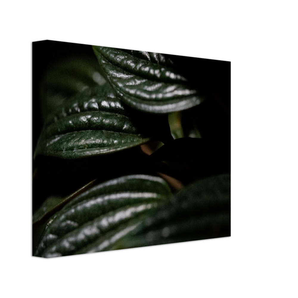 Moody Peperomia -  Canvas