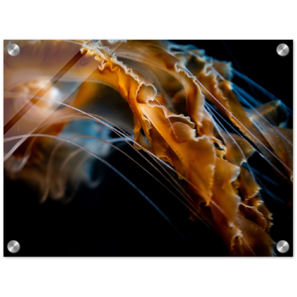Jelly Details - Acrylic Print