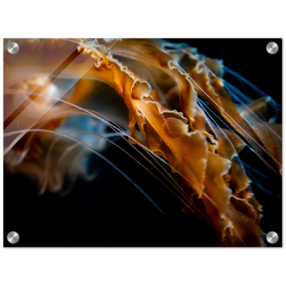 Jelly Details - Acrylic Print