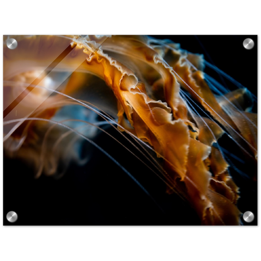 Jelly Details - Acrylic Print