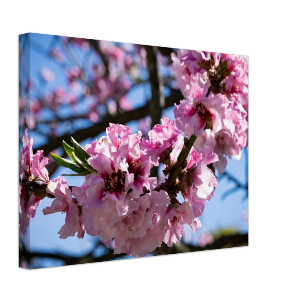 Cherry Blossoms - Canvas Print