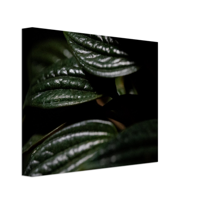 Moody Peperomia -  Canvas