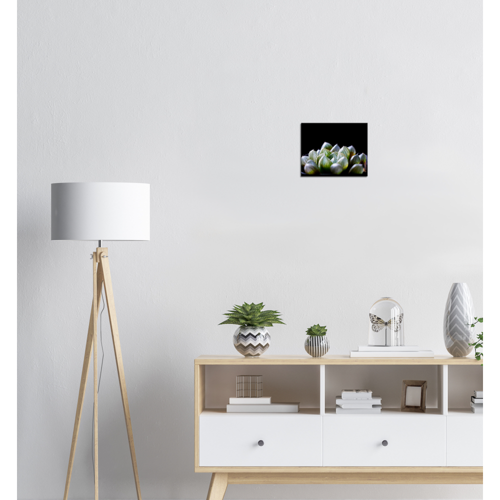 Haworthia Succulent - Canvas Print