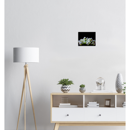 Haworthia Succulent - Canvas Print
