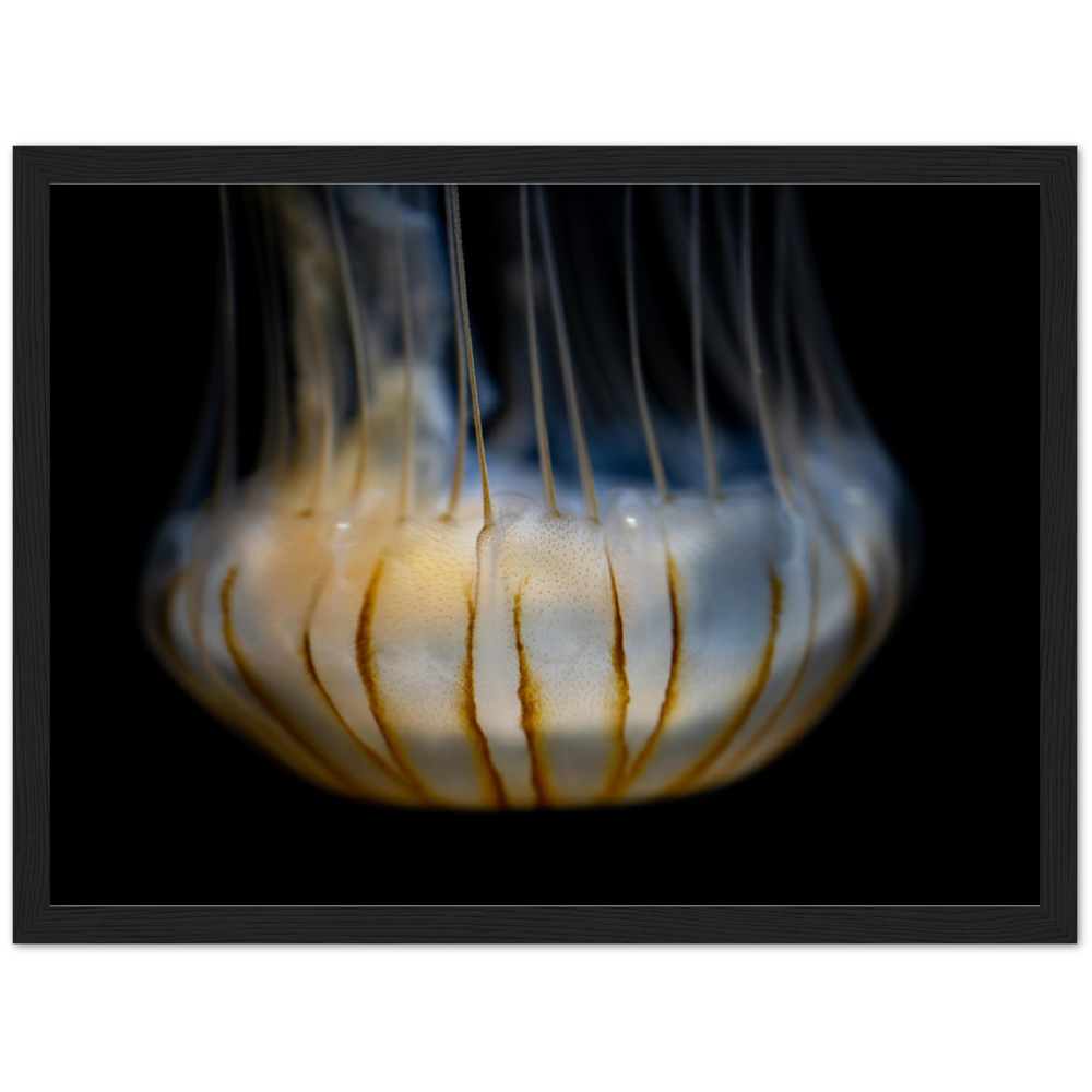 Sea Jelly - Wooden Framed Poster