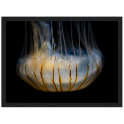 Sea Jelly - Wooden Framed Poster
