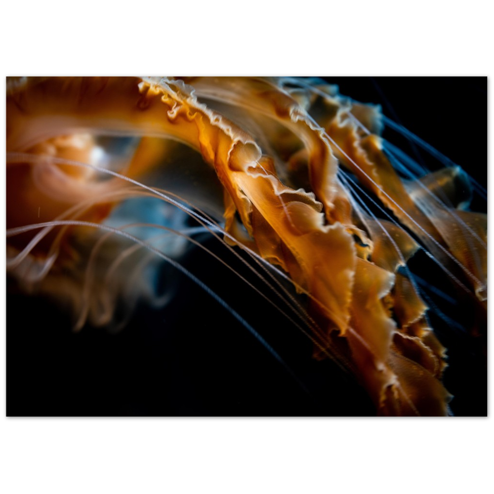 Pacific Sea Nettle - Poster