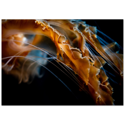 Pacific Sea Nettle - Poster
