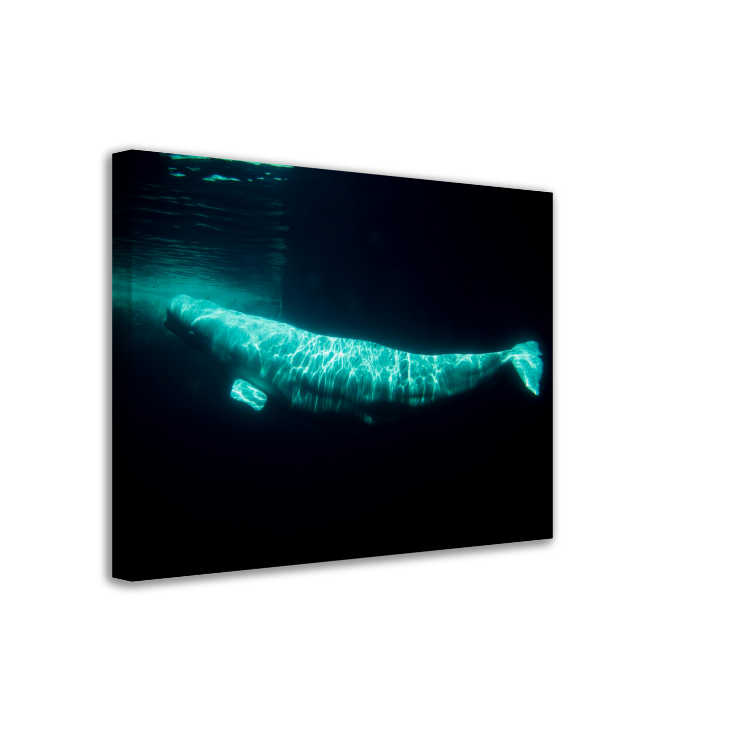 Beluga - Canvas