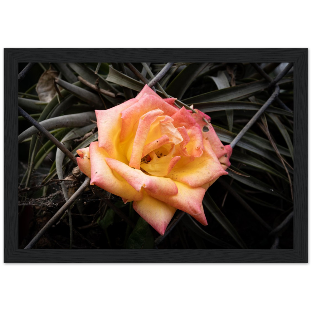 A Rosy Sunset - Framed Poster